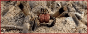 Brazilian Wandering Spider